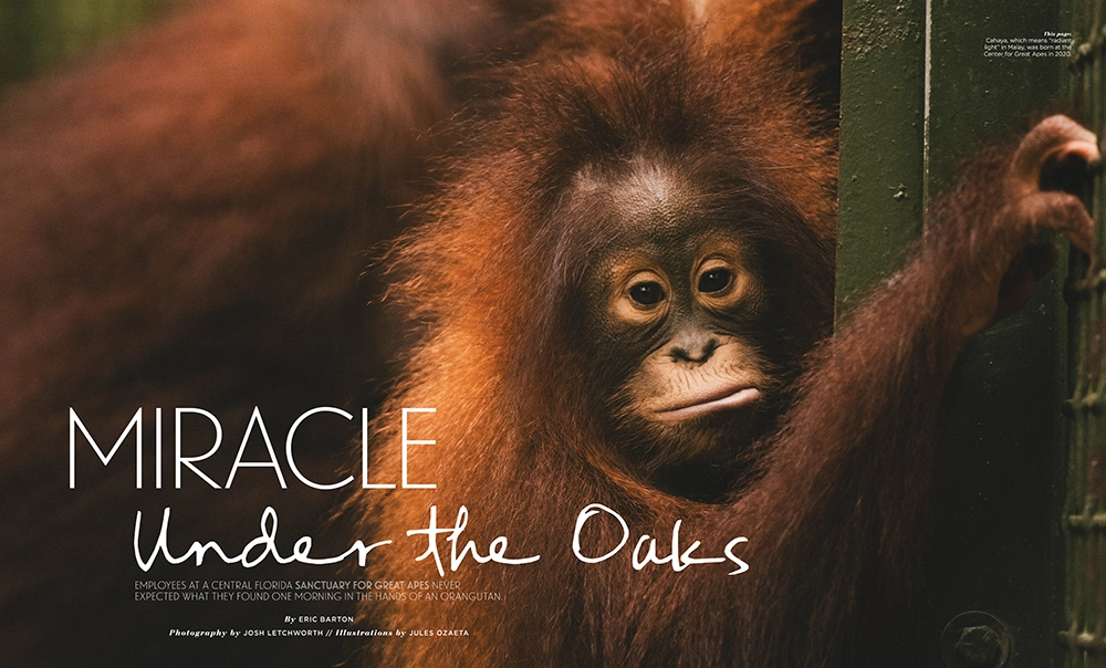 Behind the Stories: A Decade of Flamingo's Best 10 Miracle Under the Oaks