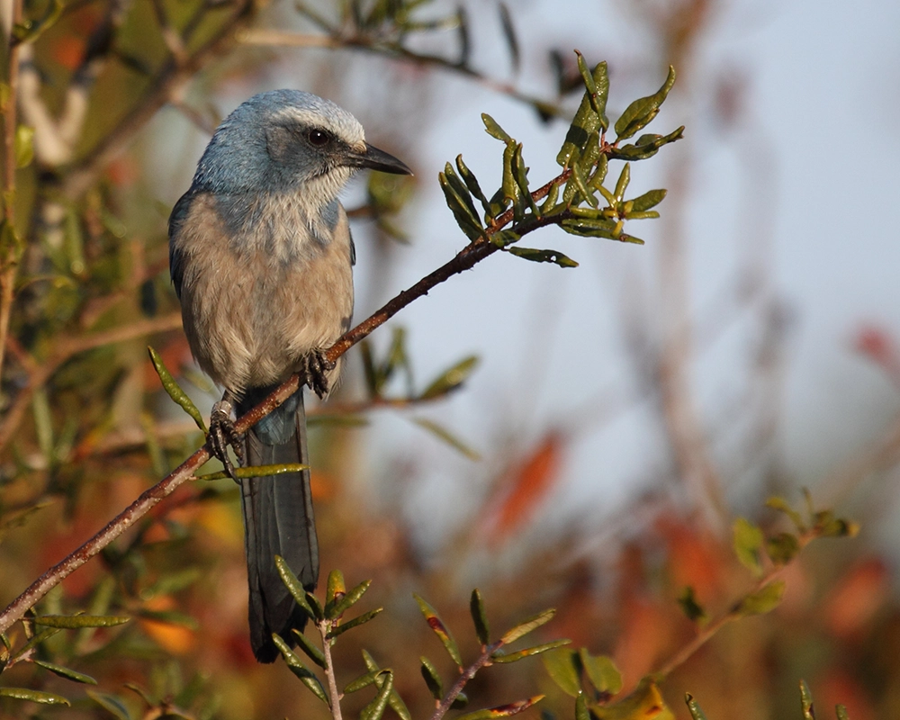 Inside the Fight to Make the Flamingo Florida's State Bird 2 scrub jay