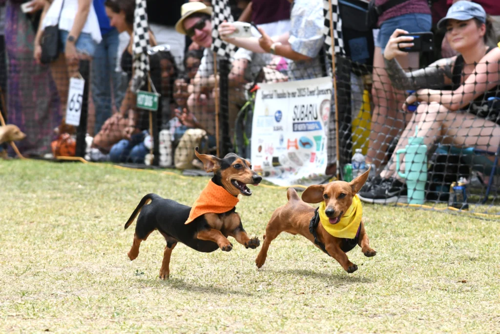 What To Do This May in Florida 3 wiener dog derby