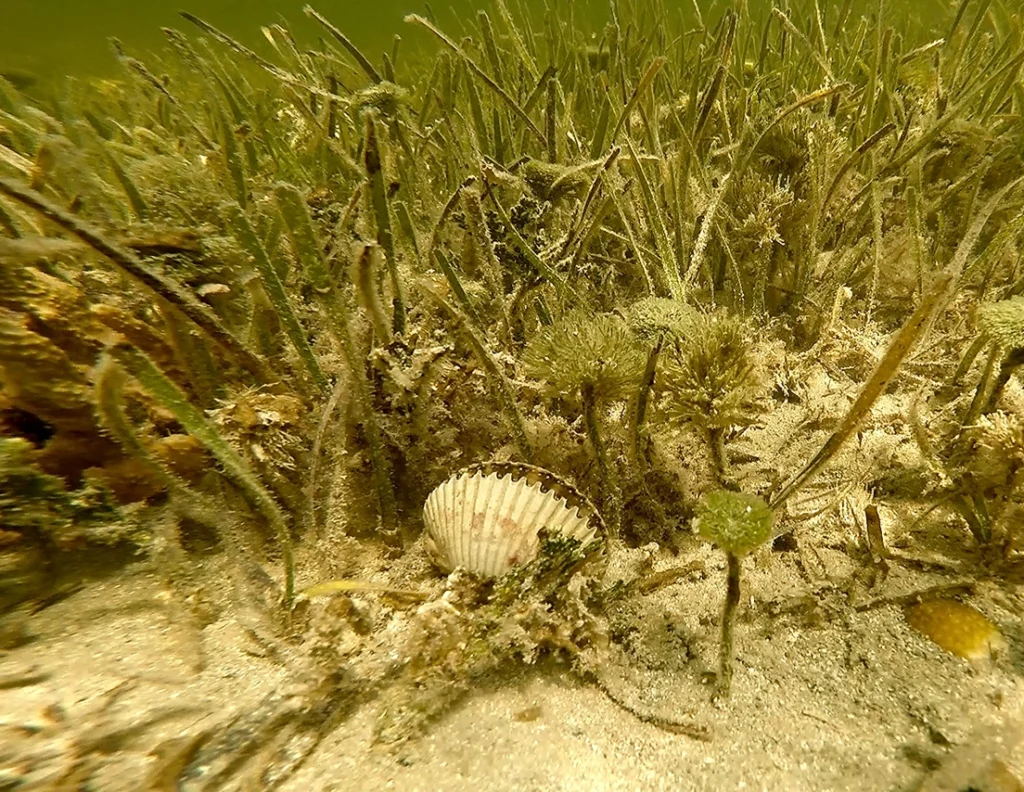 Scallop diving