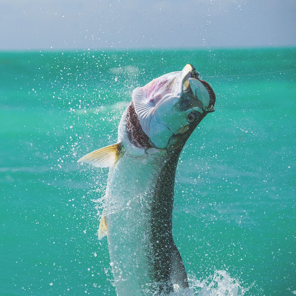 Flamingo TarponFI 2026