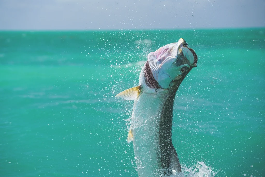 tarpon jumps out of water 