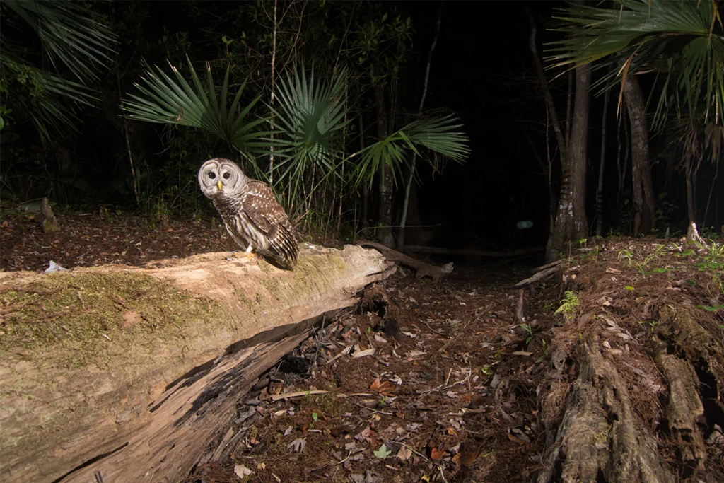 Carlton Ward Jr. Captures an Unexpected Barred Owl 1 Owl on a tree