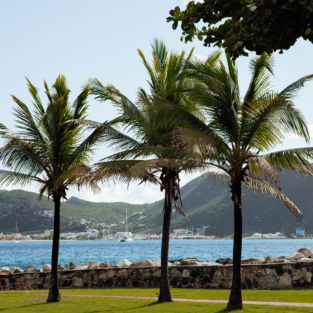 Palm trees St. Martin
